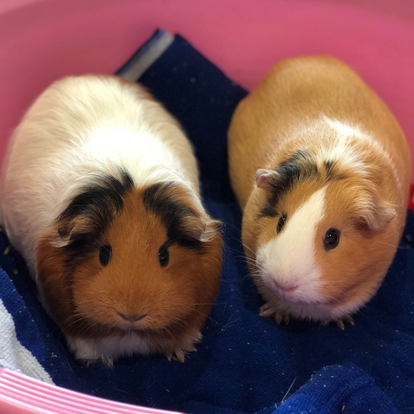 Meet your Posher, Karen - Picture 1 of 1